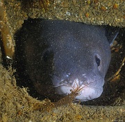 Conger conger epave crevette -Belle ile  Philippe Eric-9m-20160701-Denis-ADER-DSC_8370_tn